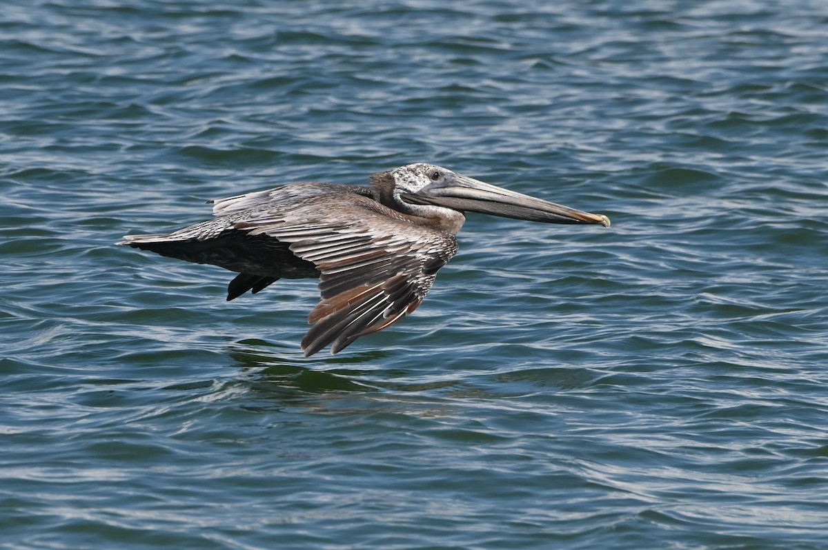 Brown Pelican - ML643164104