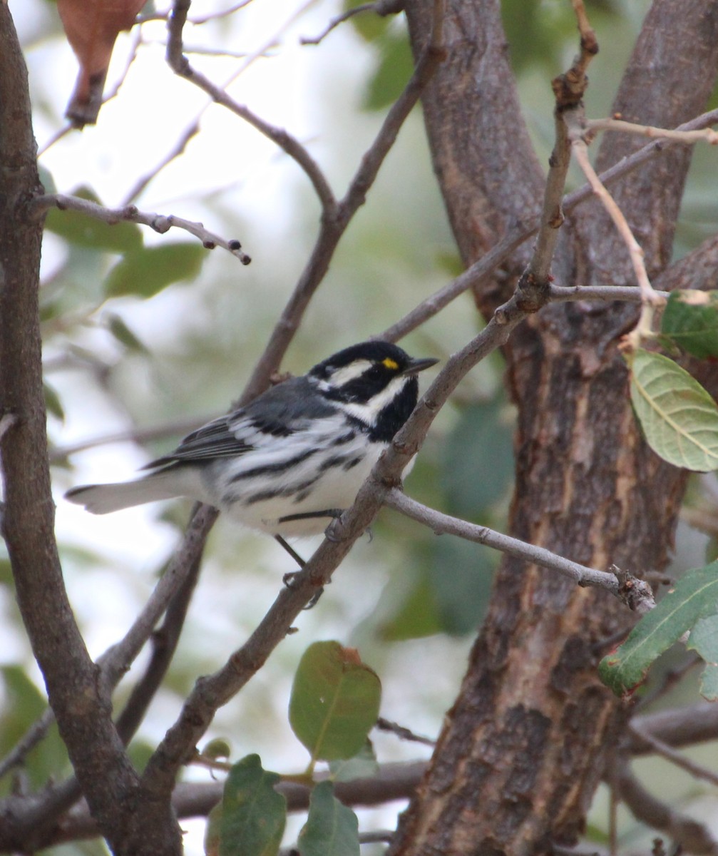 Black-throated Gray Warbler - ML643164131