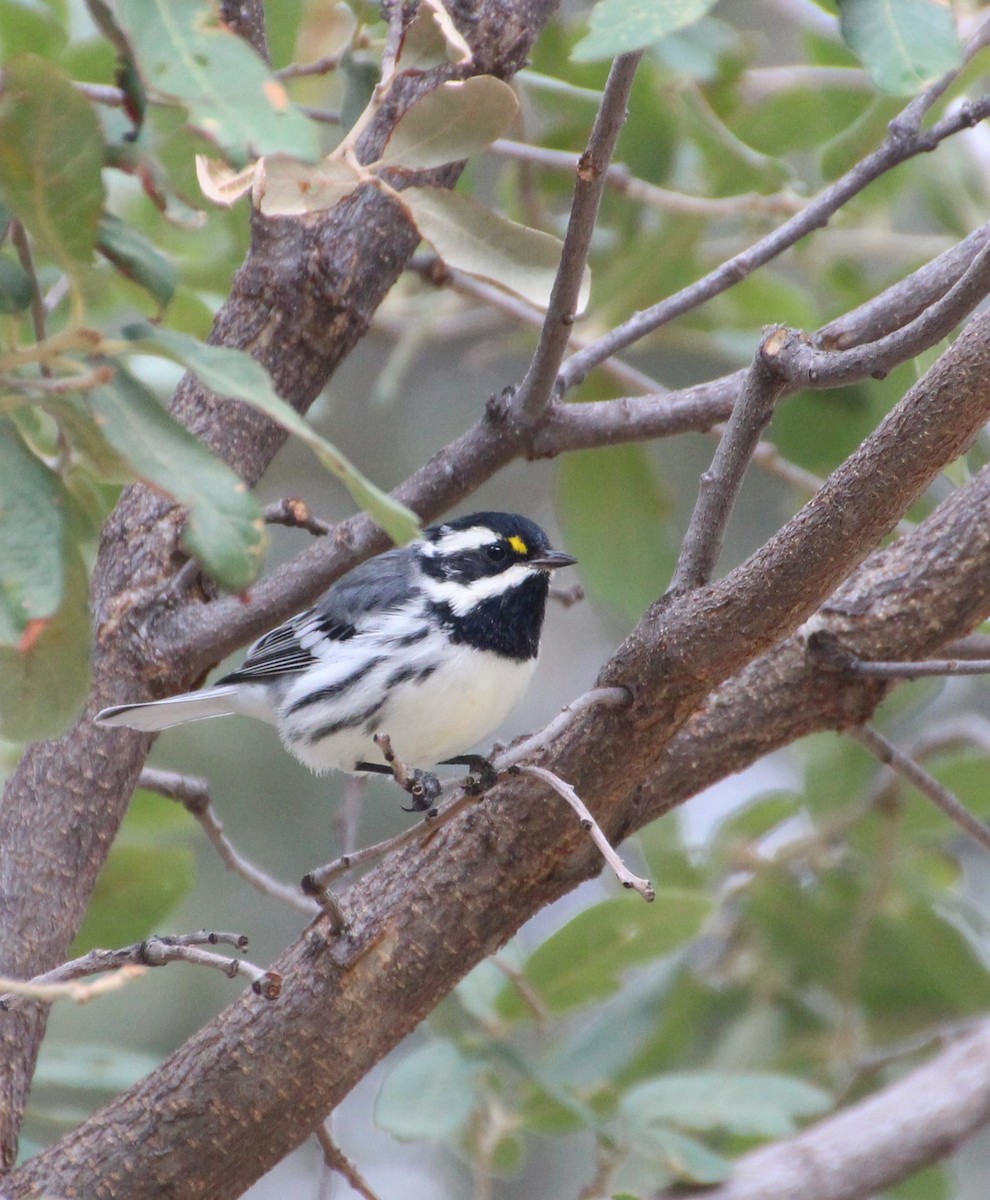 Black-throated Gray Warbler - ML643164132
