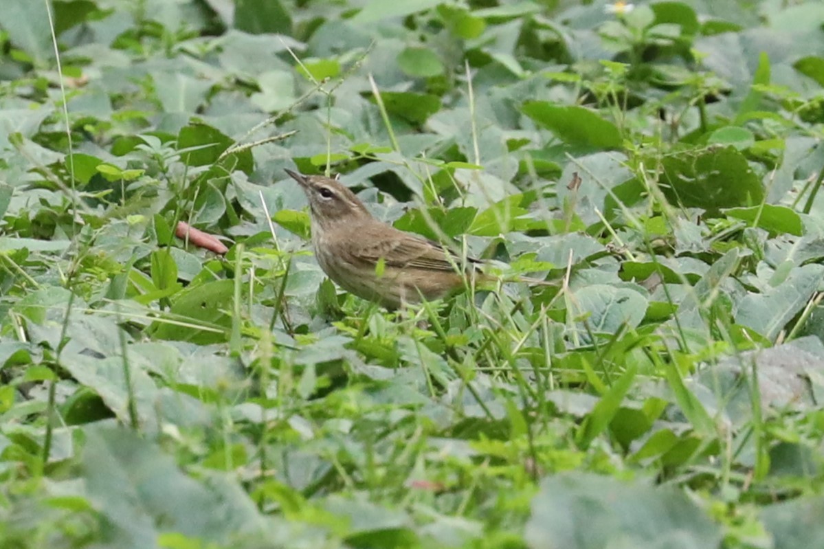 Palm Warbler - ML643164142