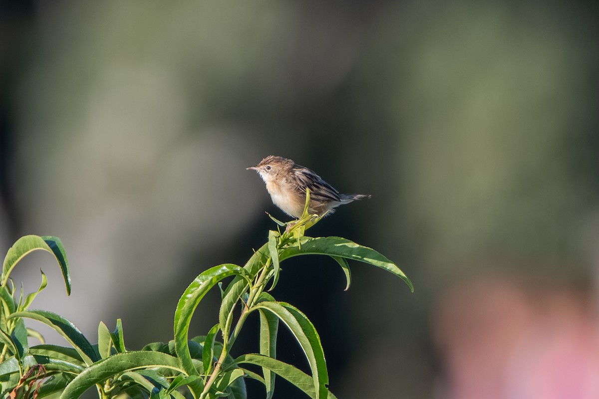 Zitting Cisticola - ML643164146
