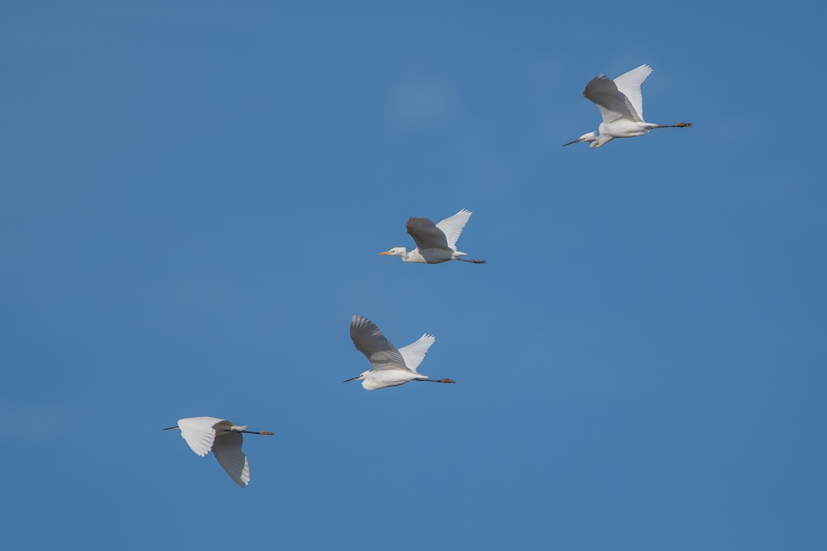 Western Cattle-Egret - ML643164154
