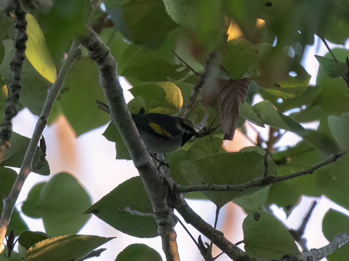 gullvingeparula - ML643164170
