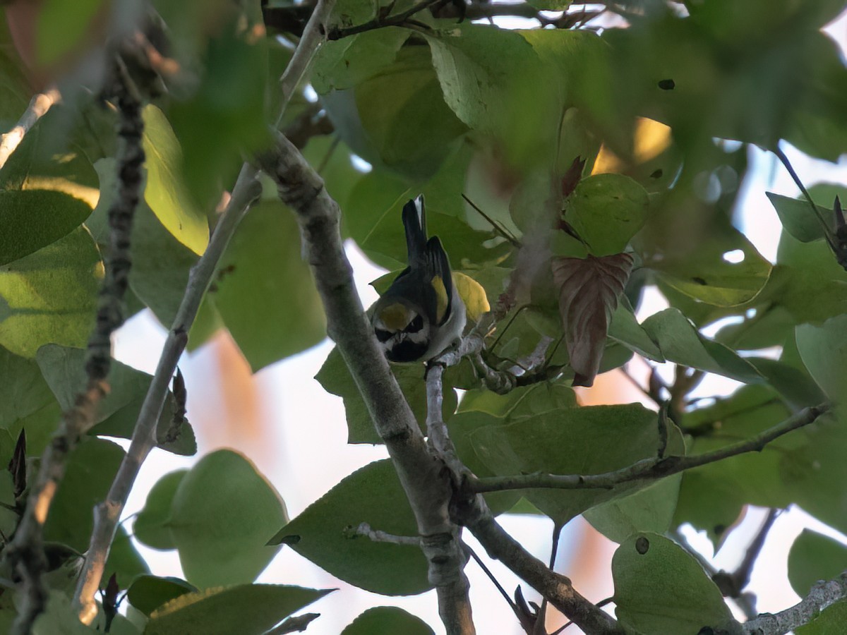 gullvingeparula - ML643164171