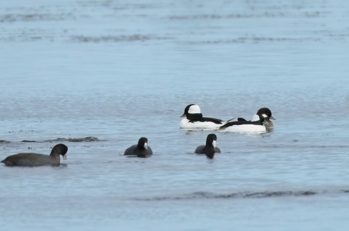 Bufflehead - ML643164199