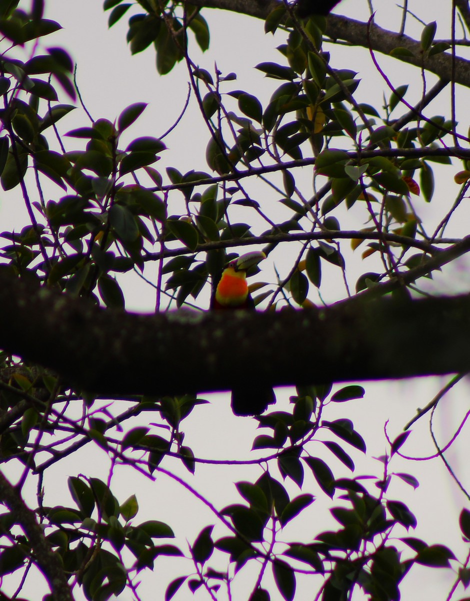 Red-breasted Toucan - ML643164211