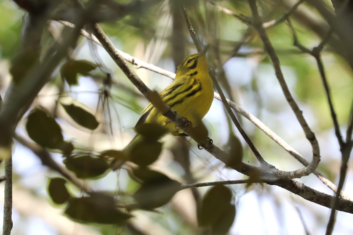 Prairie Warbler - ML643164212