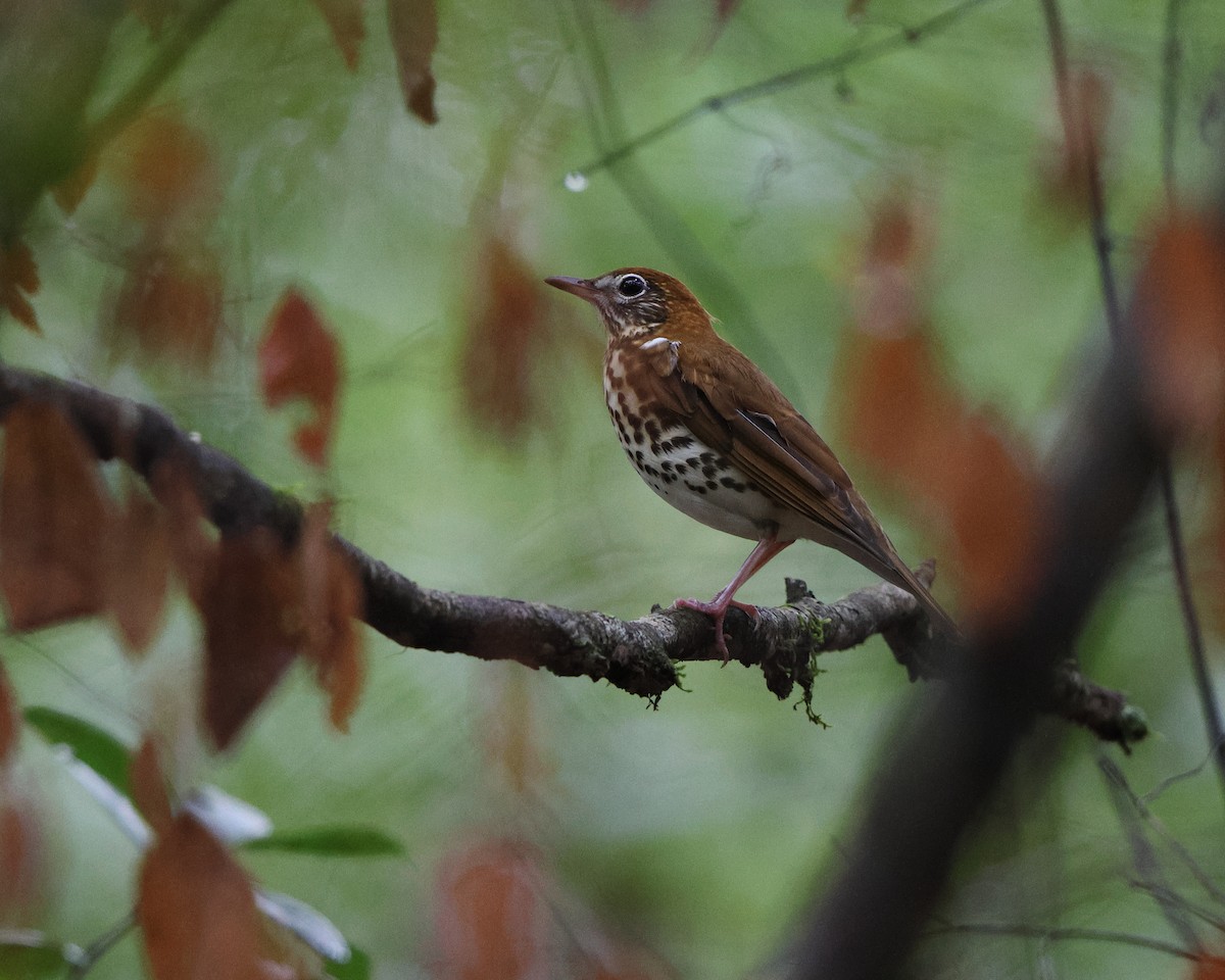 Wood Thrush - ML643164226