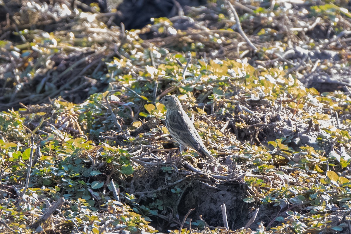 European Serin - ML643164231