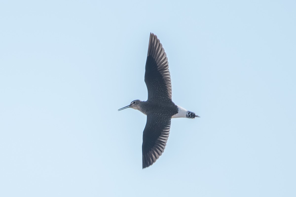Green Sandpiper - ML643164243