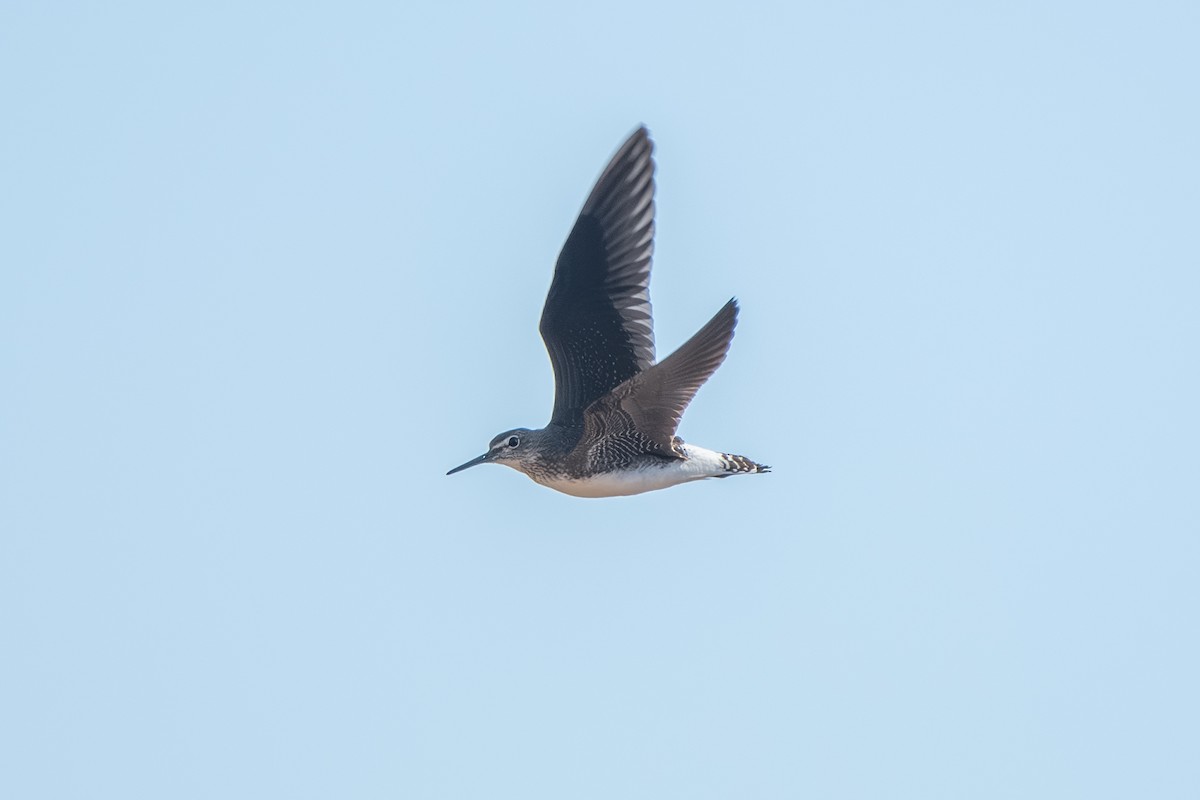 Green Sandpiper - ML643164245