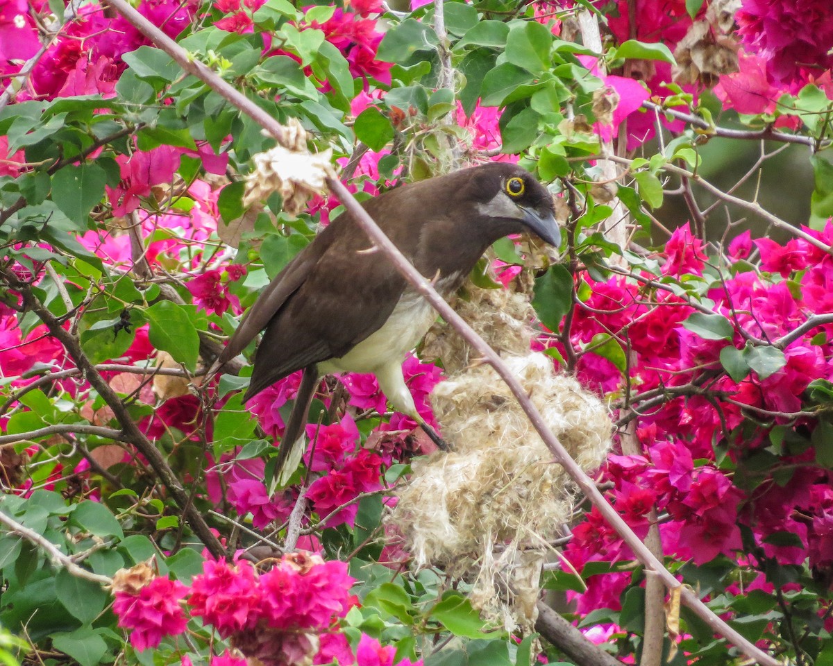 Brown Jay - ML643164251
