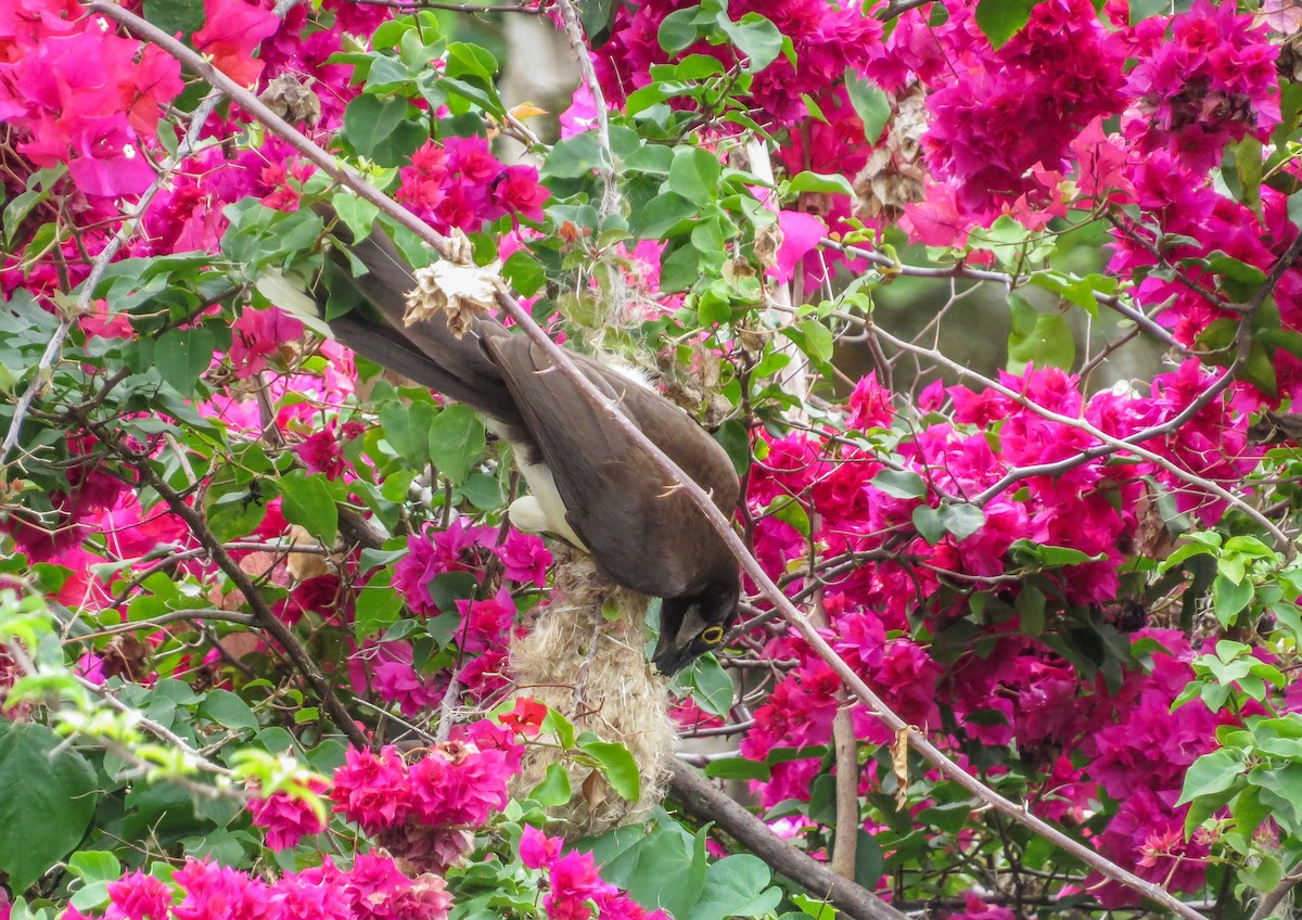 Brown Jay - ML643164252