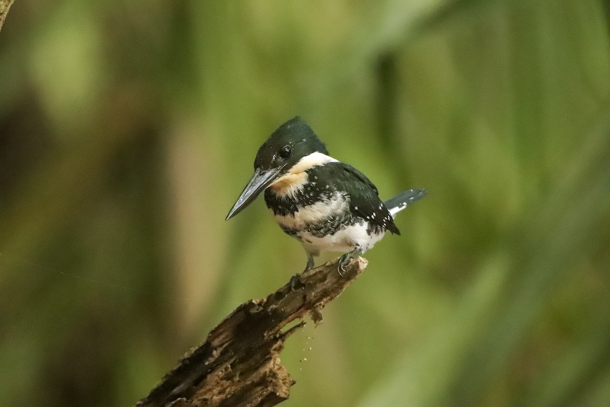 Martin-pêcheur vert - ML643164262