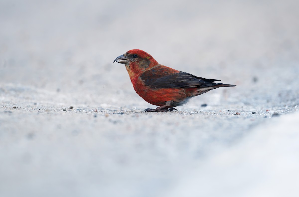 Red Crossbill - ML643164266