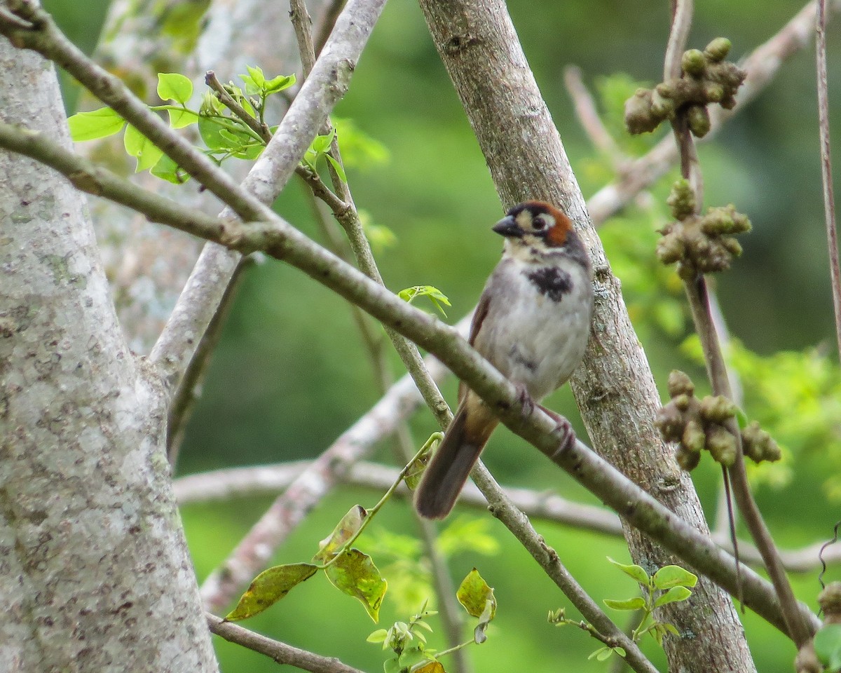 Cabanis's Ground-Sparrow - ML643164276