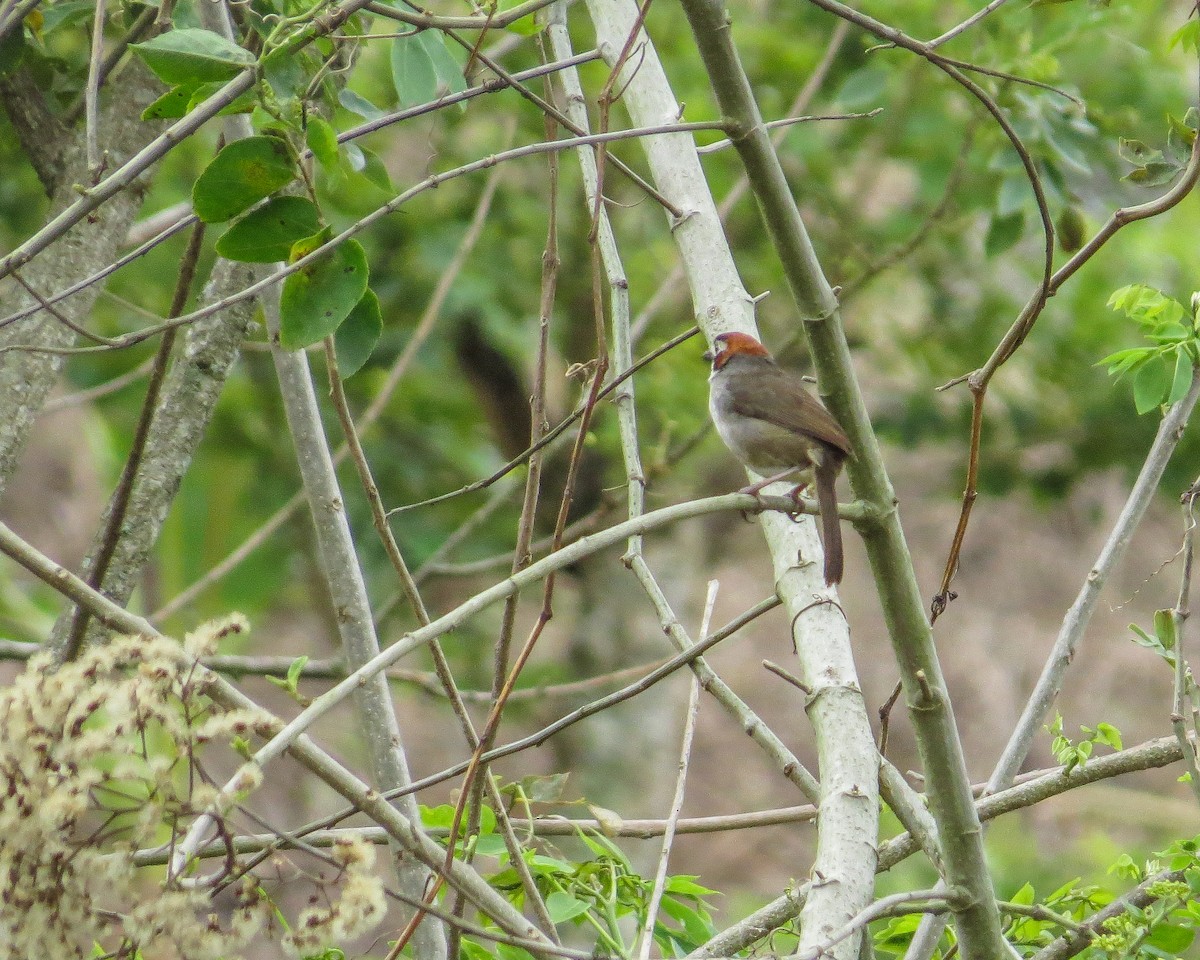 Cabanis's Ground-Sparrow - ML643164277