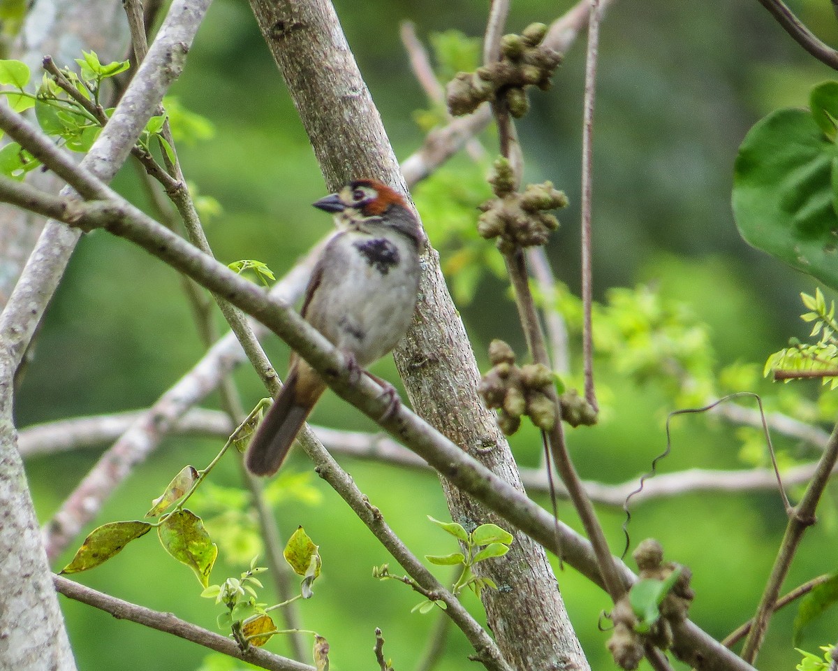 Cabanis's Ground-Sparrow - ML643164278