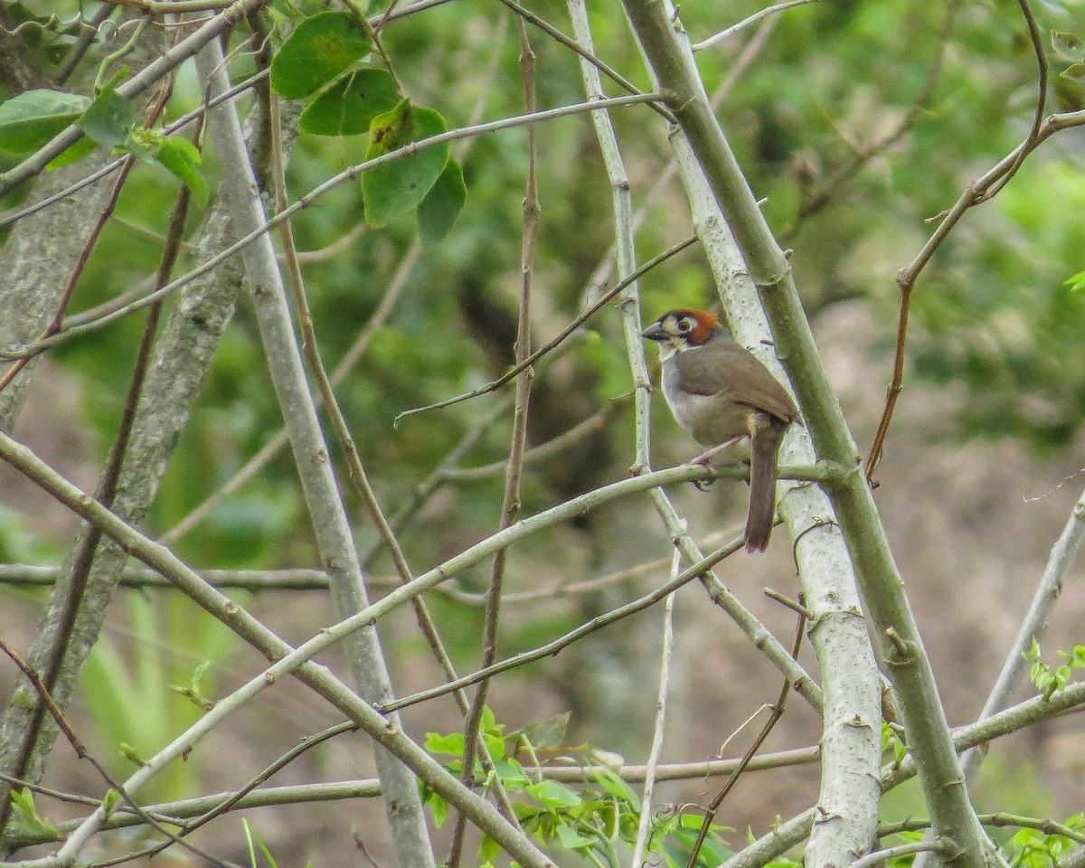Cabanis's Ground-Sparrow - ML643164279