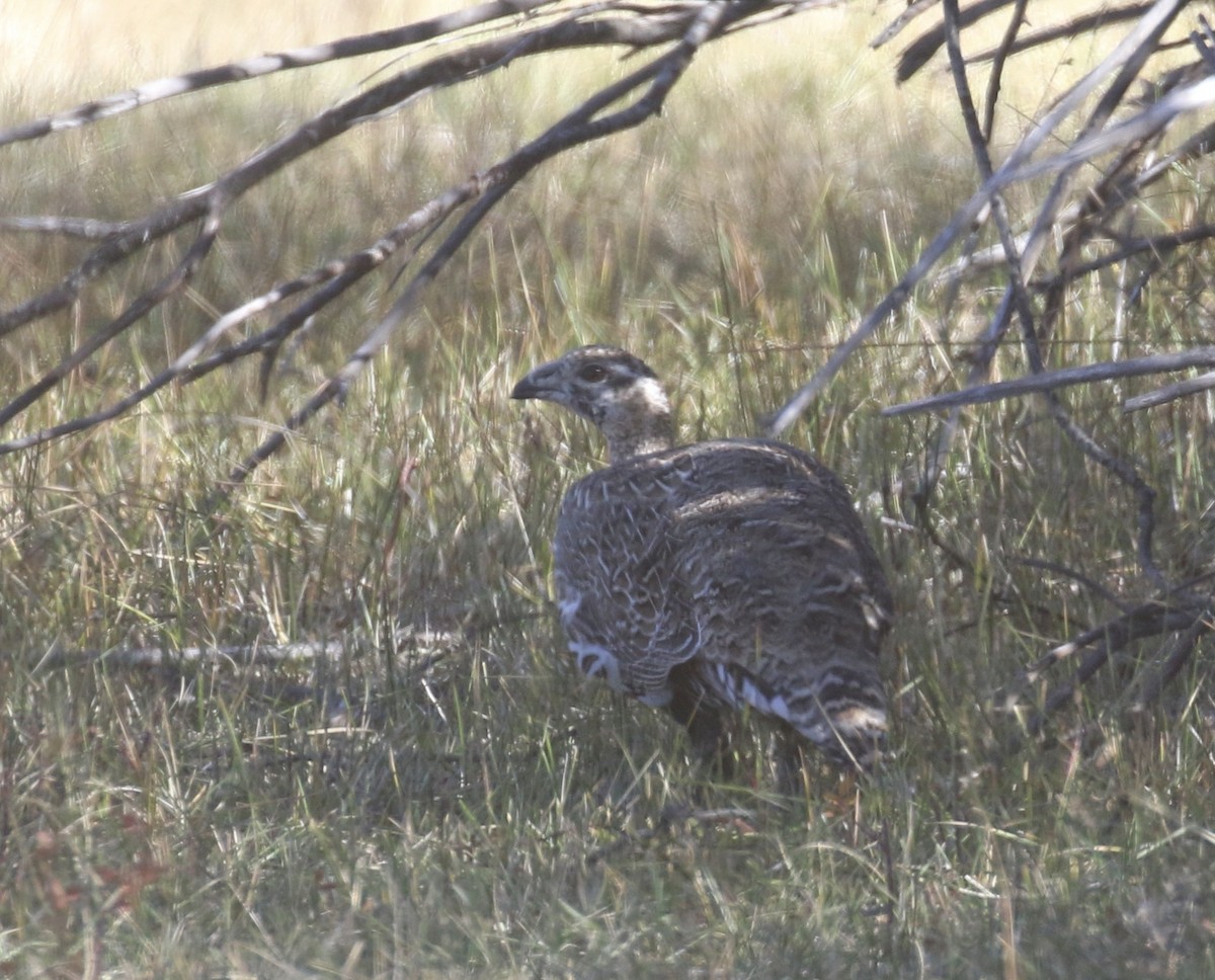 Gunnison Sage-Grouse - ML643164291