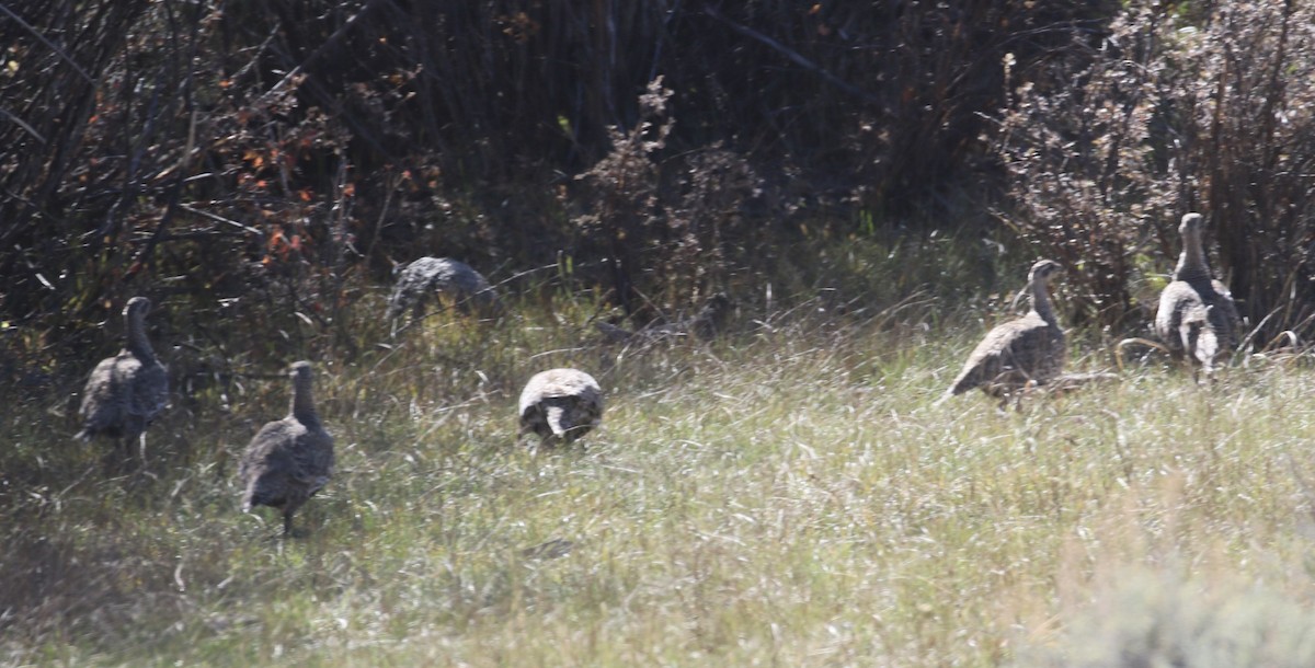 Gunnison Sage-Grouse - ML643164308