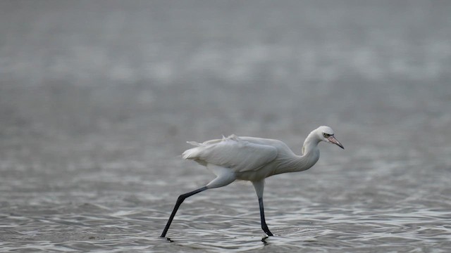 Reddish Egret - ML643164331