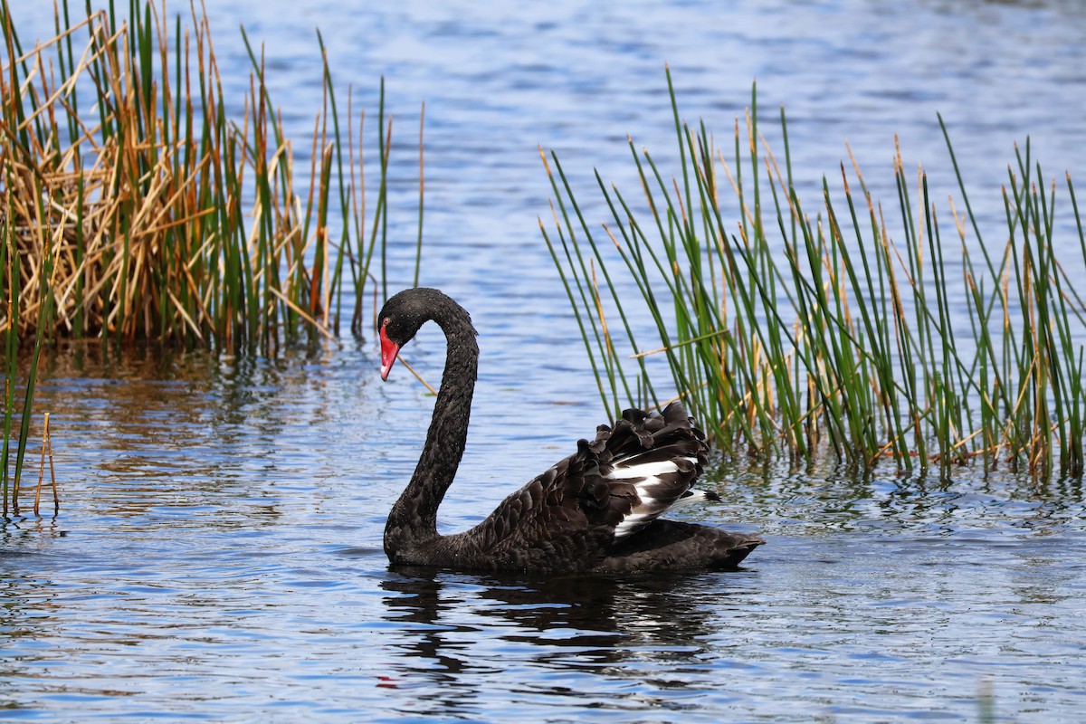 Black Swan - ML643164335