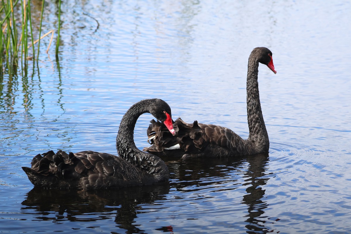 Black Swan - ML643164336