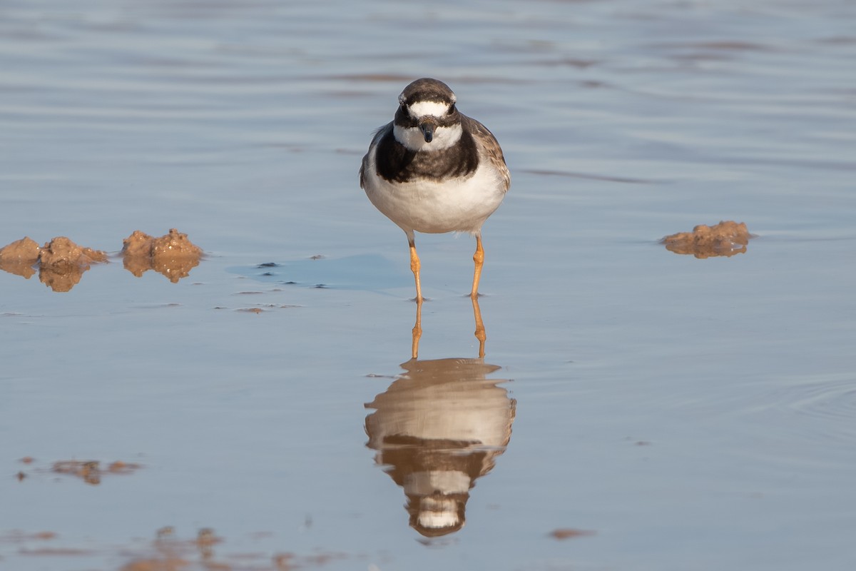 Common Ringed Plover - ML643164339
