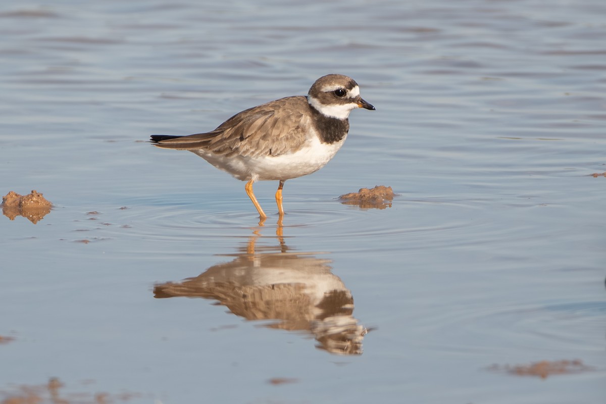 Common Ringed Plover - ML643164340