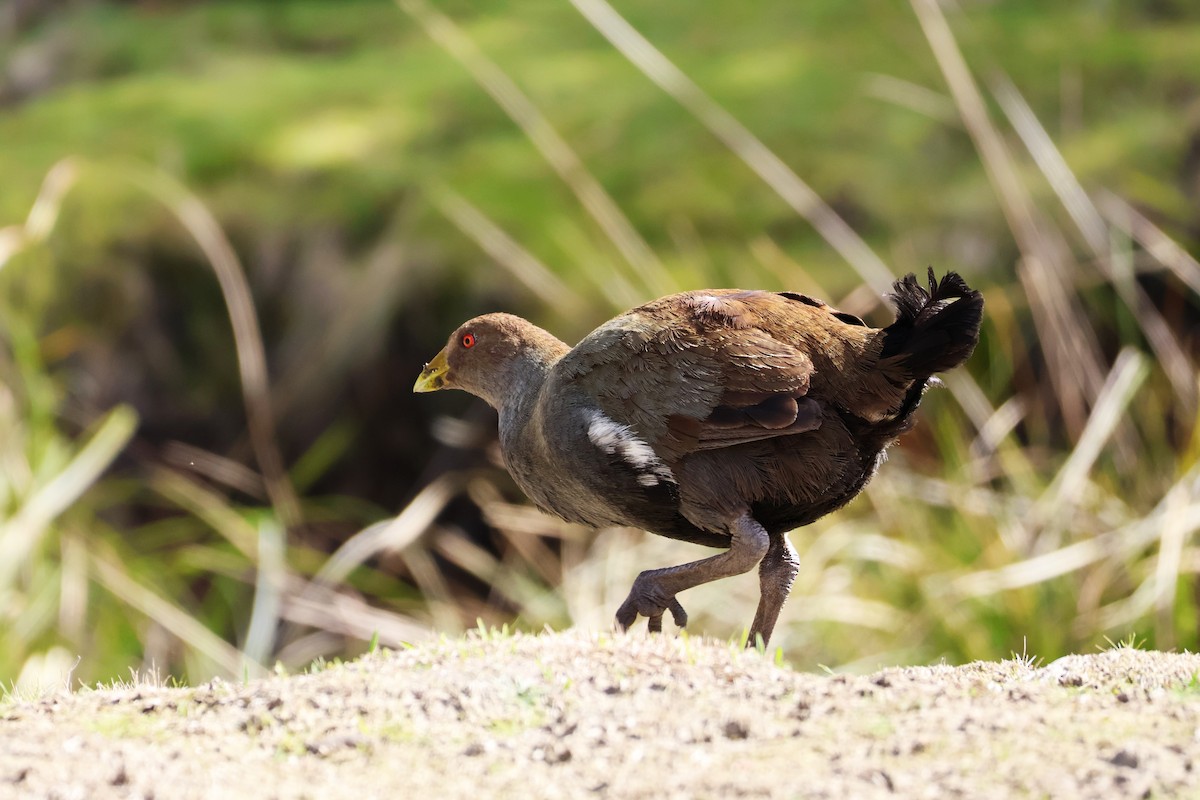 Tasmanian Nativehen - ML643164344