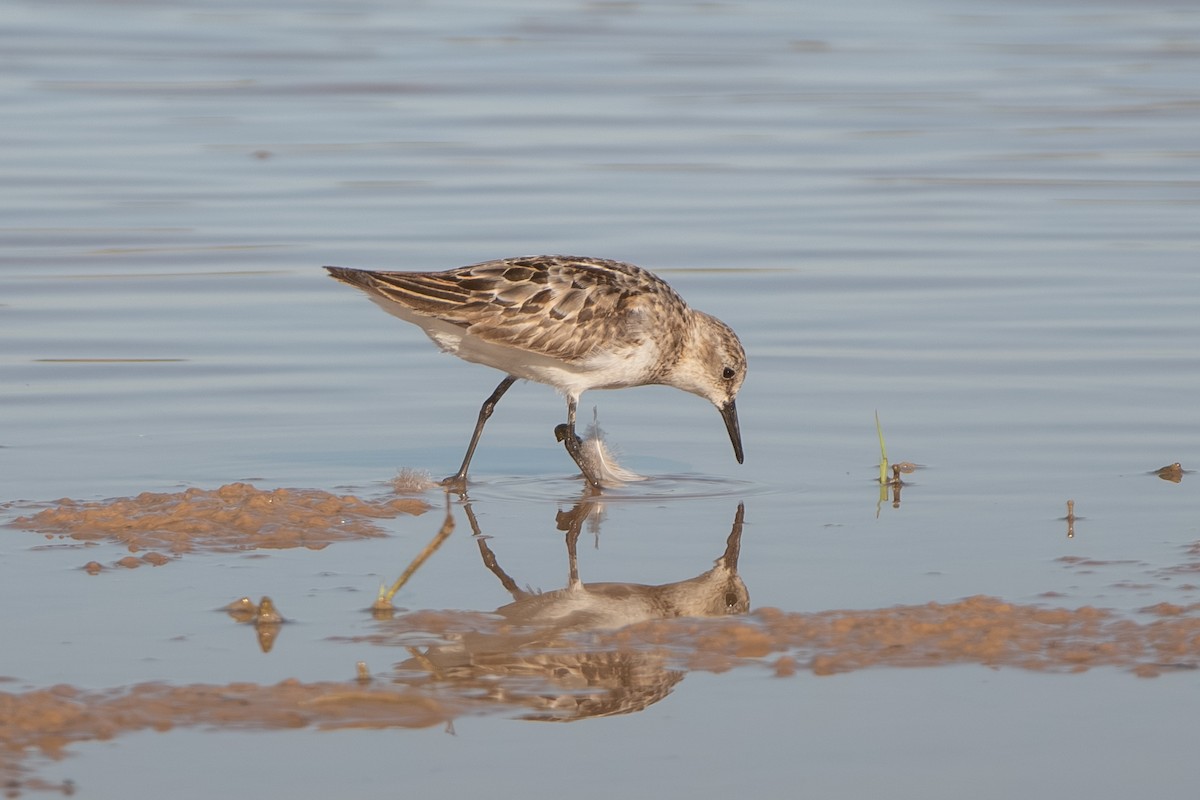 Little Stint - ML643164352
