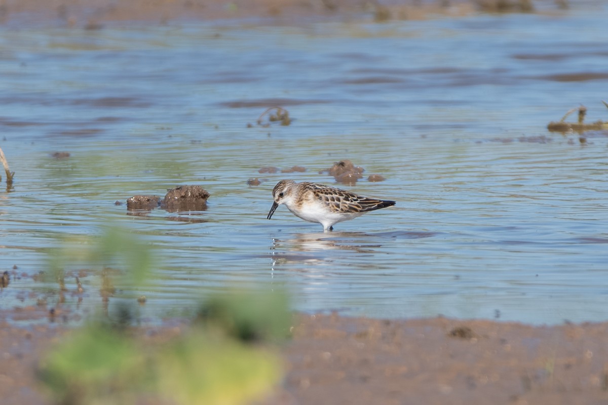 Little Stint - ML643164353