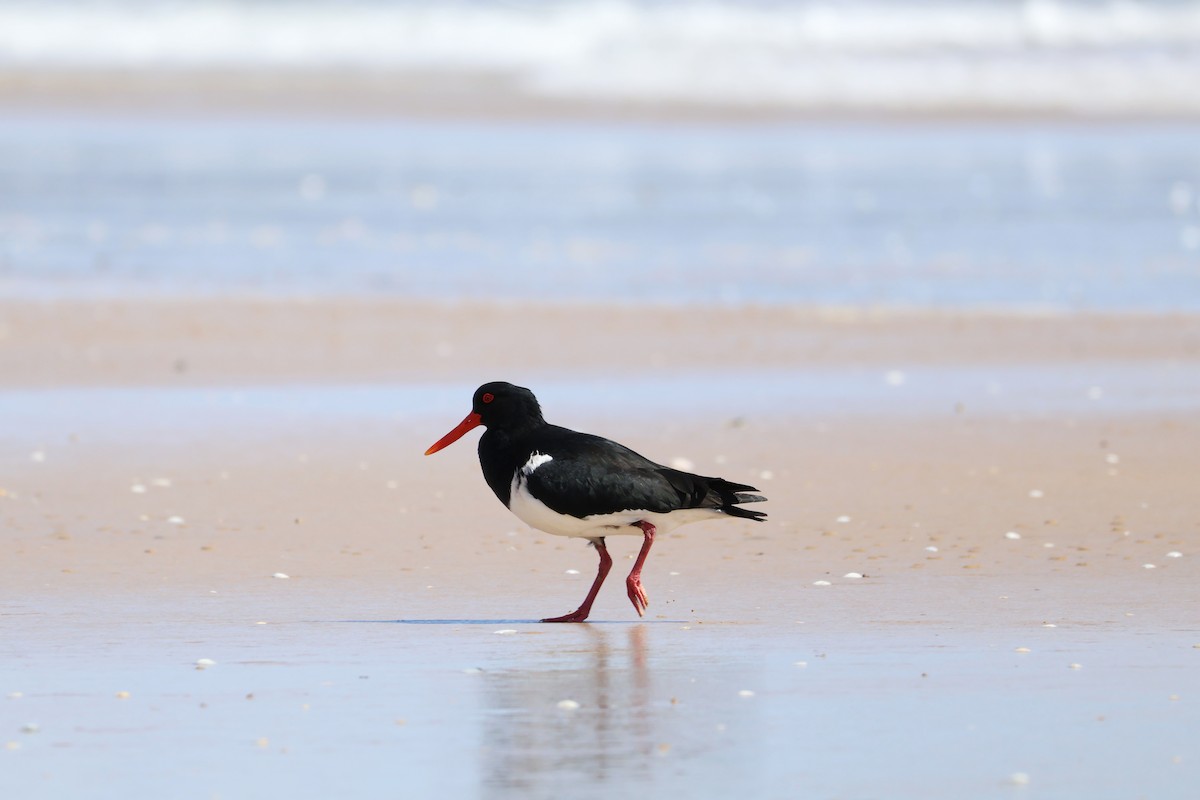 Pied Oystercatcher - ML643164355