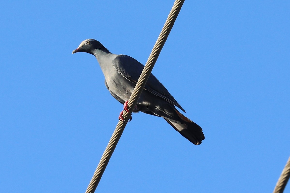 White-crowned Pigeon - ML643164360