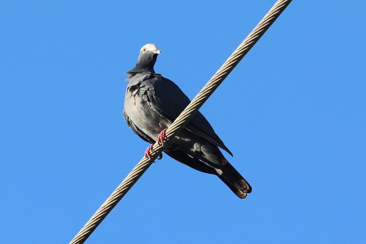 White-crowned Pigeon - ML643164362