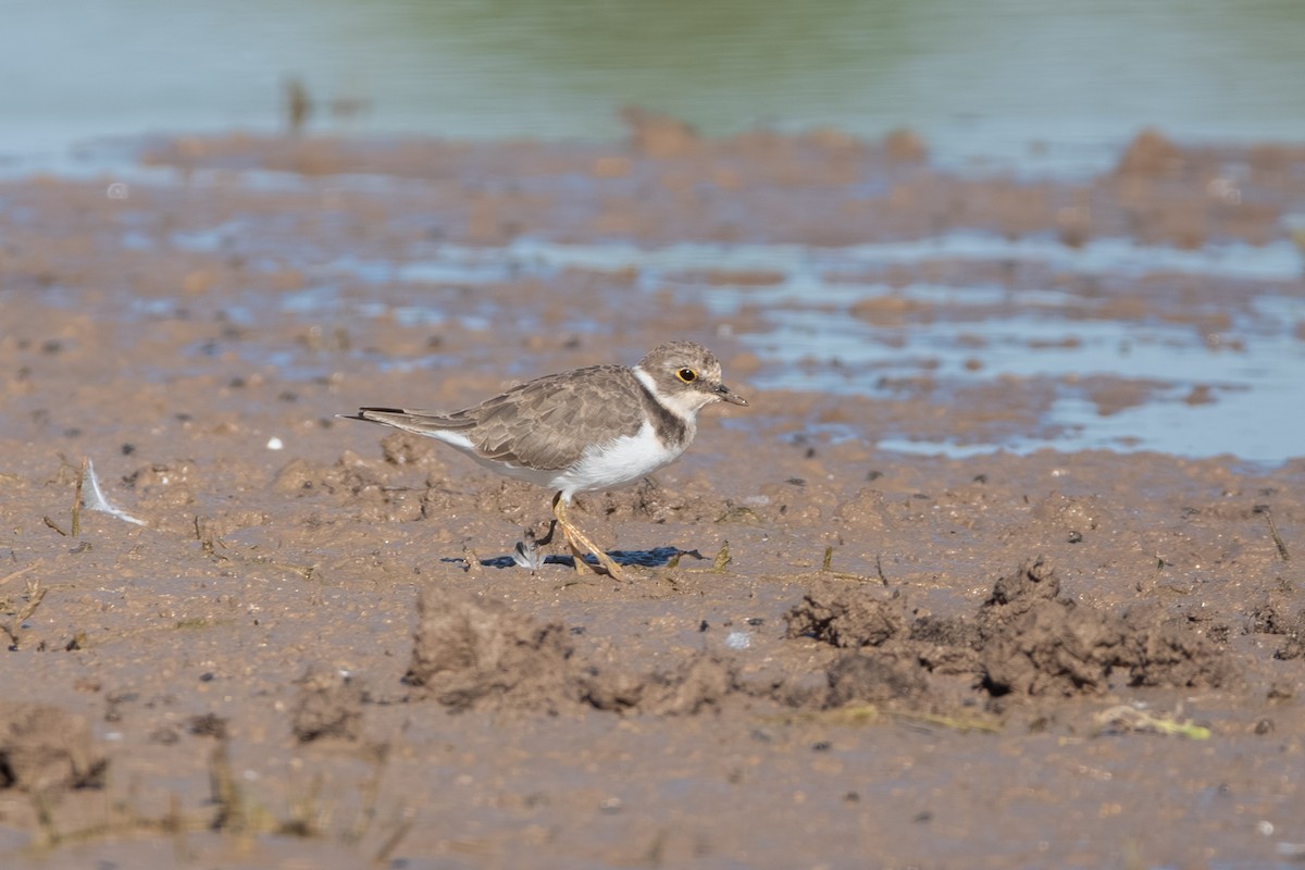 Little Ringed Plover - ML643164366