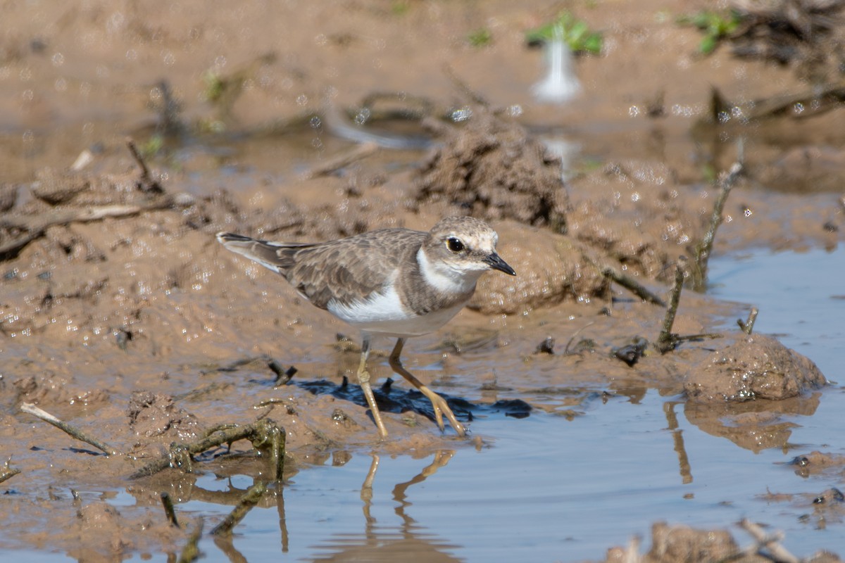 Little Ringed Plover - ML643164367
