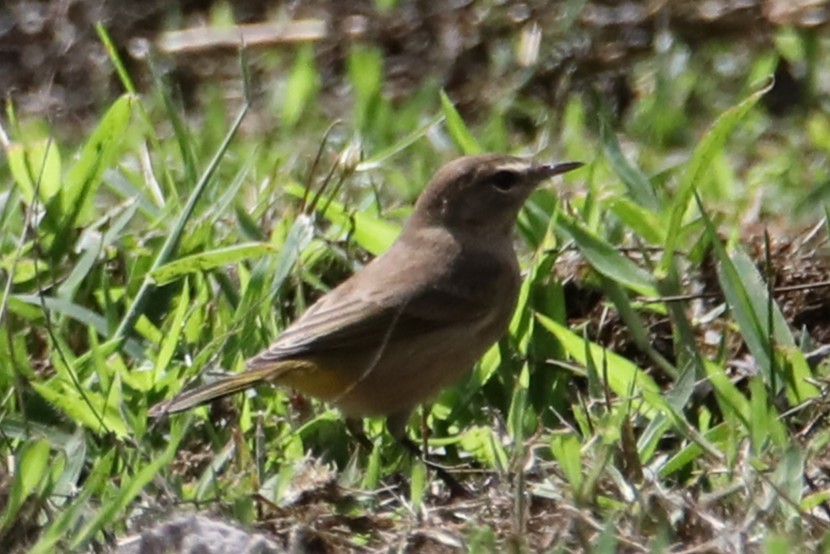 Palmenwaldsänger - ML643164368