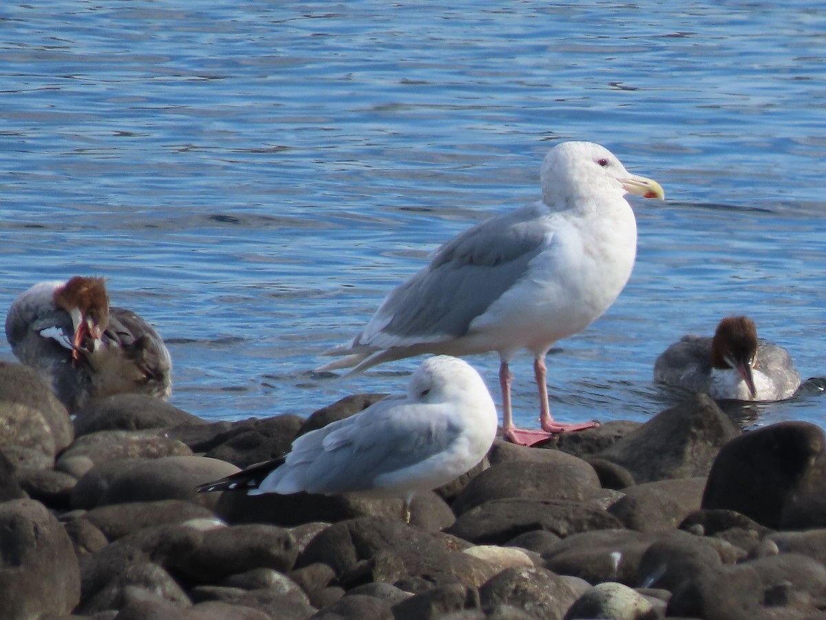 Glaucous-winged Gull - ML643164369