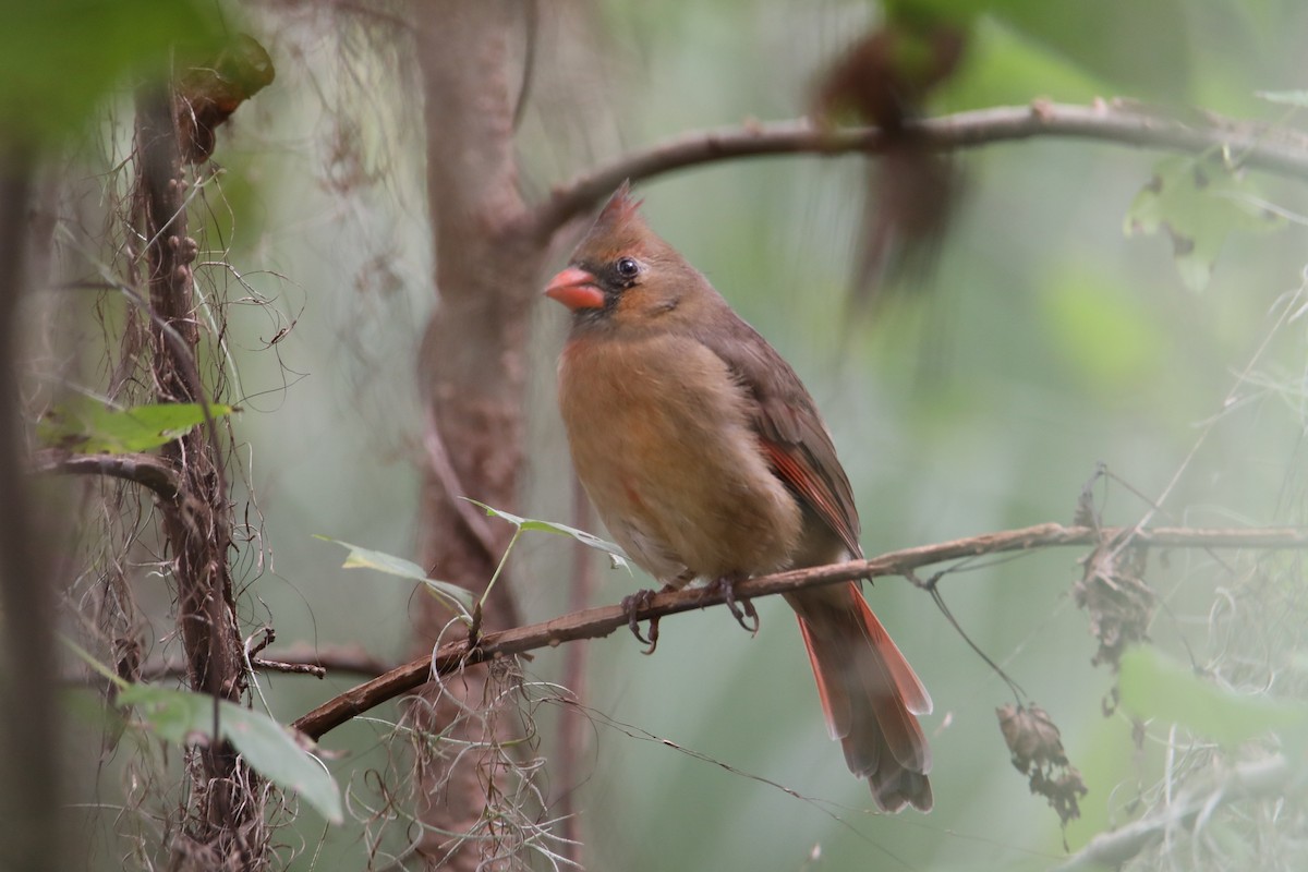 Northern Cardinal - ML643164372