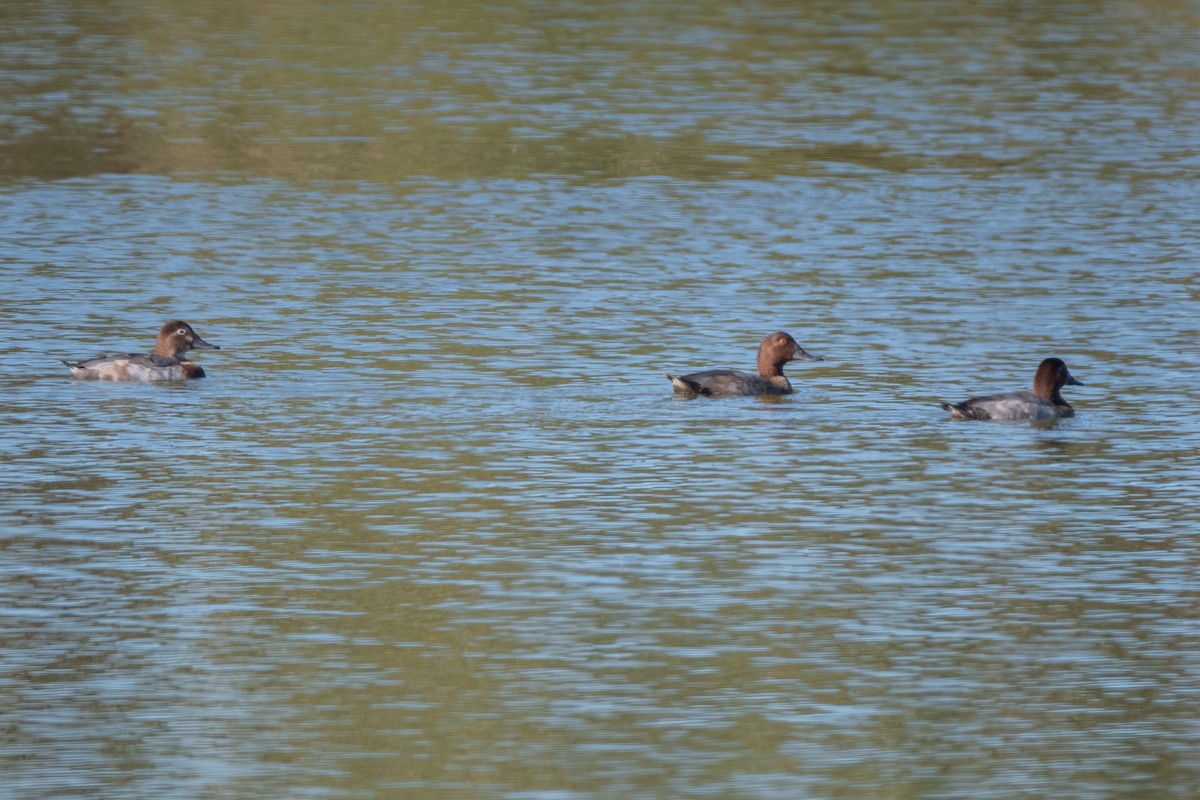 Common Pochard - ML643164373