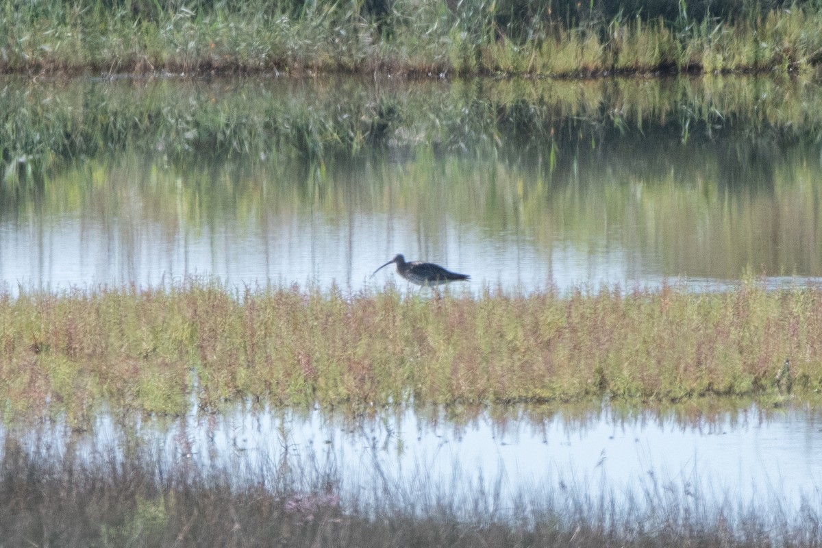 Eurasian Curlew - ML643164375