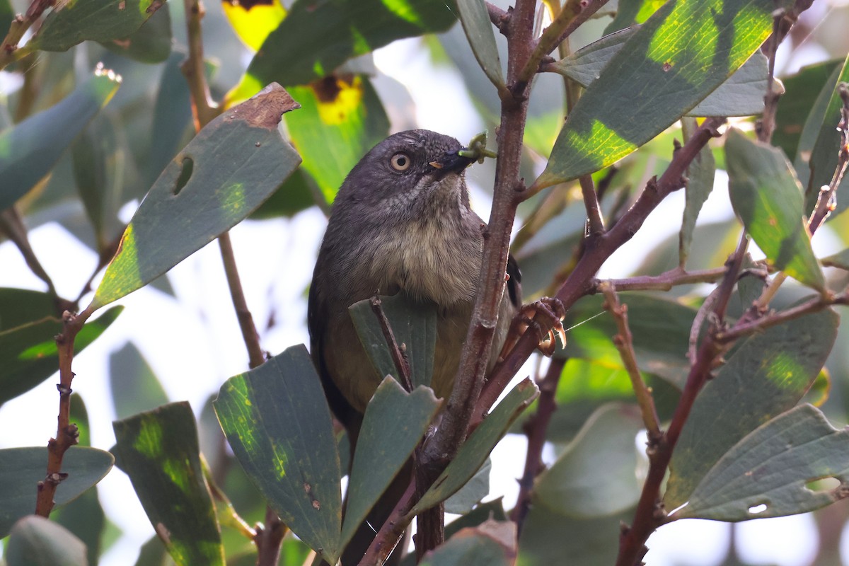 Tasmanian Scrubwren - ML643164378