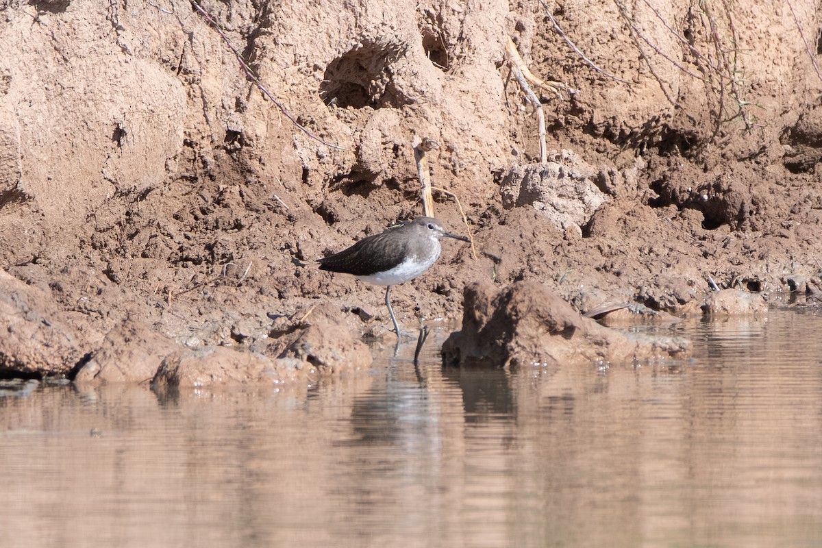 Green Sandpiper - ML643164382