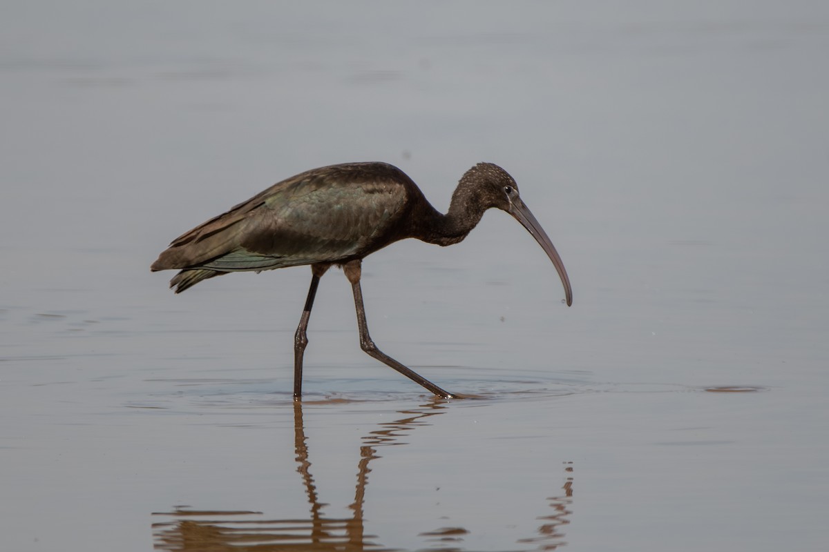 Glossy Ibis - ML643164395