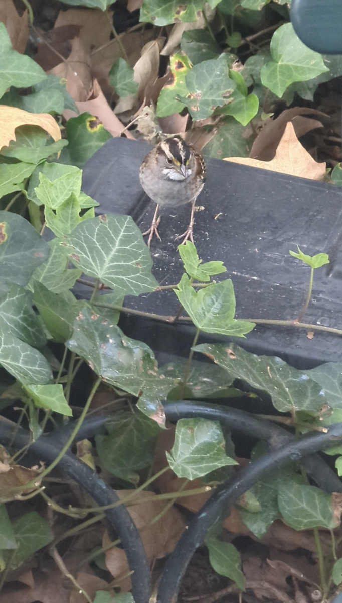 White-throated Sparrow - ML643164399