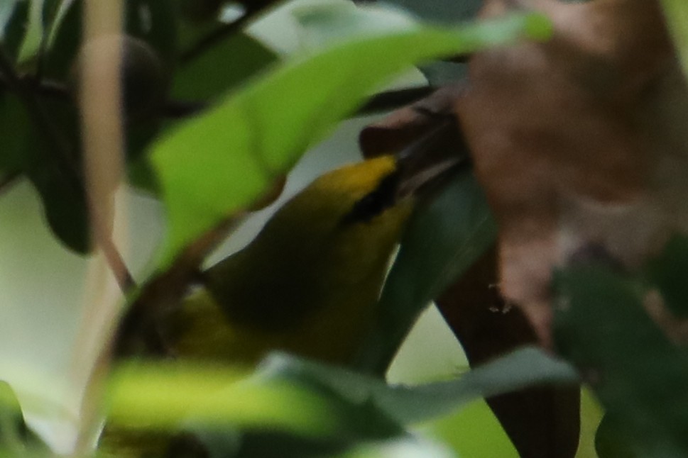 Blauflügel-Waldsänger - ML643164402