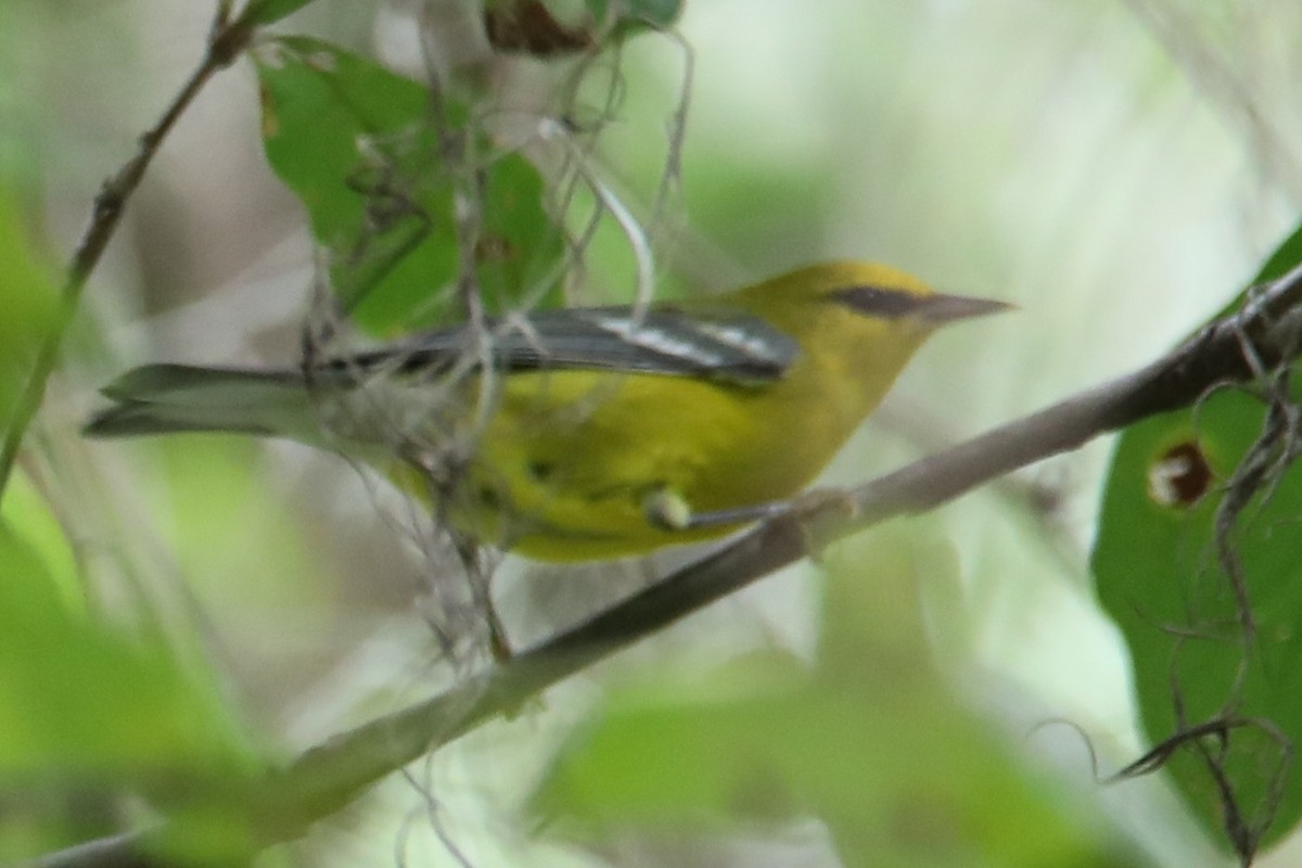 Blauflügel-Waldsänger - ML643164404