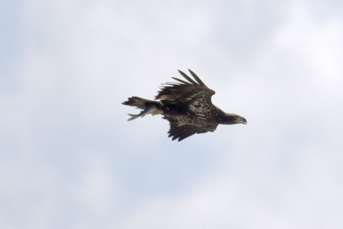 Bald Eagle - ML643164448